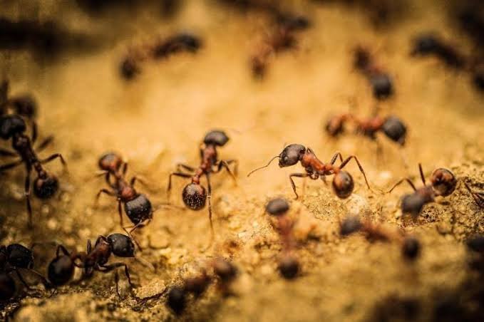 Hormigas en entorno